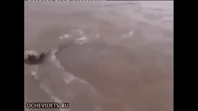 ловил рыбу а поймал крокодила!!!!!!! смотреть онлайн