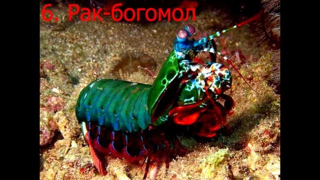 10 необычных морских обитателей, о которых вы не знали смотреть онлайн