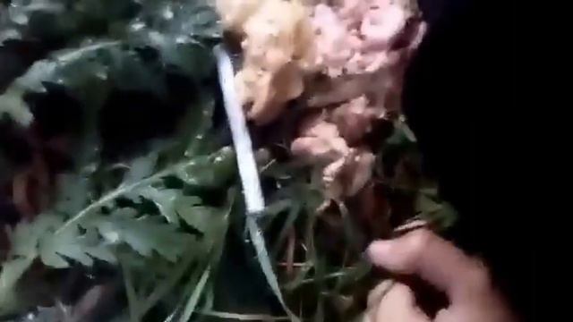 РЁВ ДРАКОНА!!! смотреть онлайн