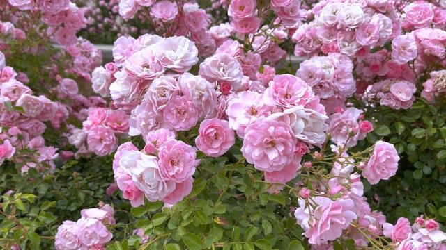 Bonica 82 - Meilland Rose