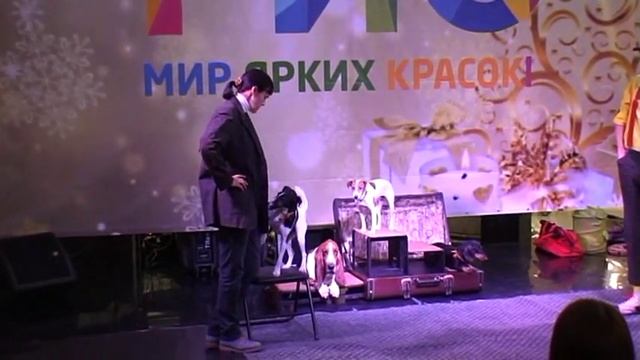 Дрессированные собаки на детский праздник. Интерактивное шоу собачек на праздник. Дог-шоу.Dog show. смотреть онлайн