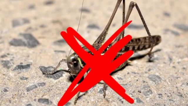 Чем можно кормить прытких ящериц? смотреть онлайн