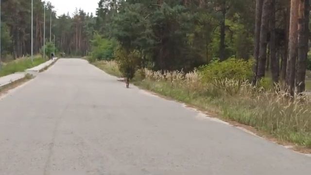 Обещанная прогулка в лесу с немецкой овчаркой Ремой | Прогулка с собакой смотреть онлайн