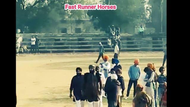 Panjab ka badshah horse sultan owner-Gurnam singh (Gogi) Speed 45-46 km/h смотреть онлайн