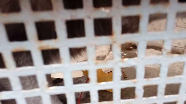 Голодные животные в зоопарке смотреть онлайн