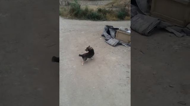Погоня за хвостом. смотреть онлайн