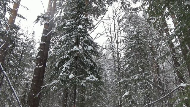 В лесу как в зоопарке. смотреть онлайн