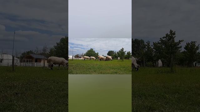 Ферма альпак. Барашки