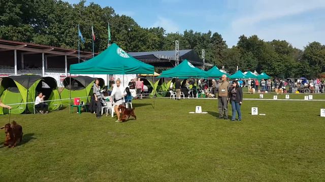 CACIB Wrocław Irish Setters смотреть онлайн