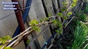 Первый полив и опрыскивание винограда. Сорта и г.ф. винограда с поздним распусканием почки.