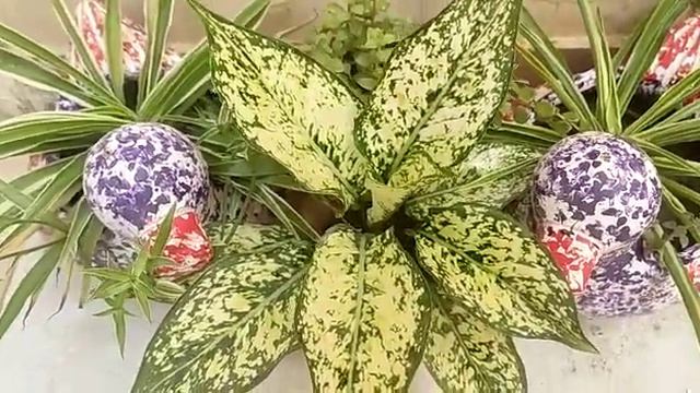 Aglaonema Snow white new leaf growth смотреть онлайн
