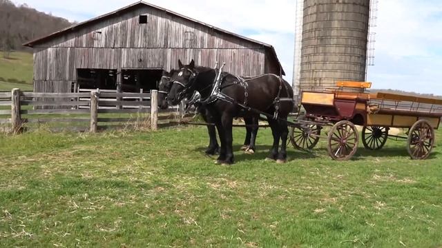 Registered Percheron Draft Horse Team MUST SEE for sale call 606-303-5669 #draft #horse #percheron смотреть онлайн