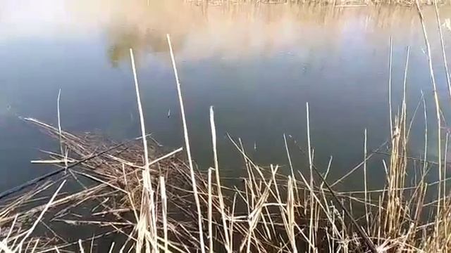 #рыбалка #карасик #краснодарскийкрай Отдых выходного дня. смотреть онлайн