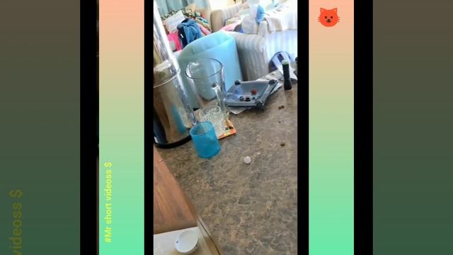 Cute And Funny Cat Videos Compilation 6 #Part6 #cat #video #sub смотреть онлайн