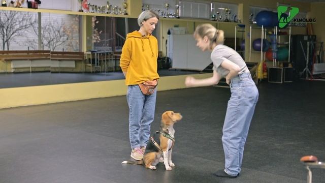 ЗАЩИТИТЕ ПИТОМЦА ОТ ОПАСНОСТЕЙ! Как научить собаку команде "ФУ" или "НЕЛЬЗЯ" ? смотреть онлайн