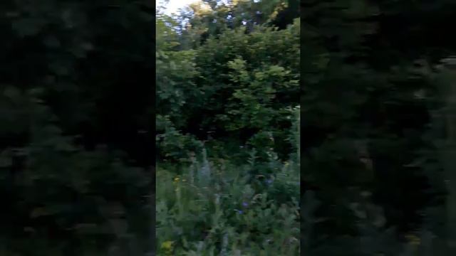 Когда лучше заготавливать дубовый банный веник смотреть онлайн