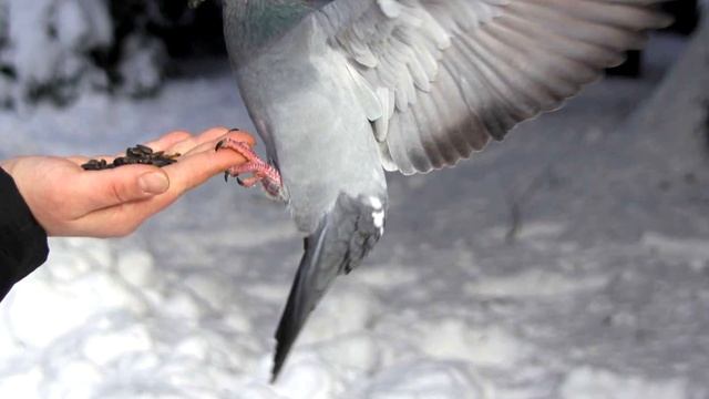 ТОП 5 ОТЛИЧИЙ УКРАИНЫ И ПОЛЬШИ смотреть онлайн