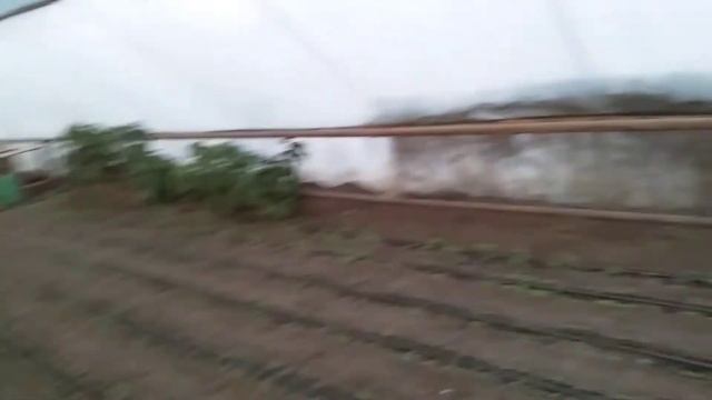 Зелень как бызнес. Выращивание петрушки смотреть онлайн