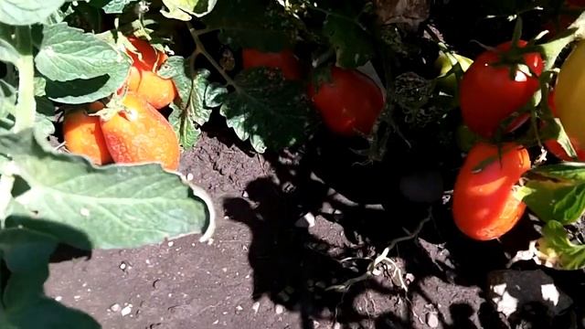 Roma Tomatoes 9/13/12 смотреть онлайн