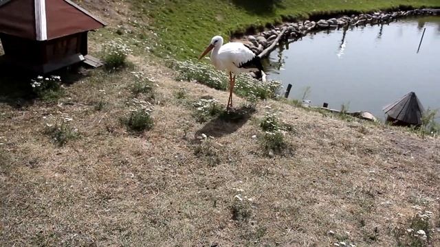 Зооландшафтный парк Dipriz//Диприз//Посетили с семьей//Зоопарк Диприз г.Барановичи смотреть онлайн