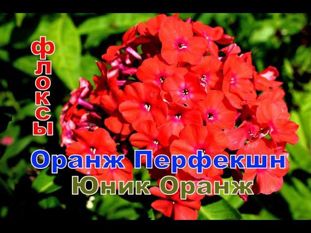 Флокс Оранж Перфекшн и Юник Оранж смотреть онлайн