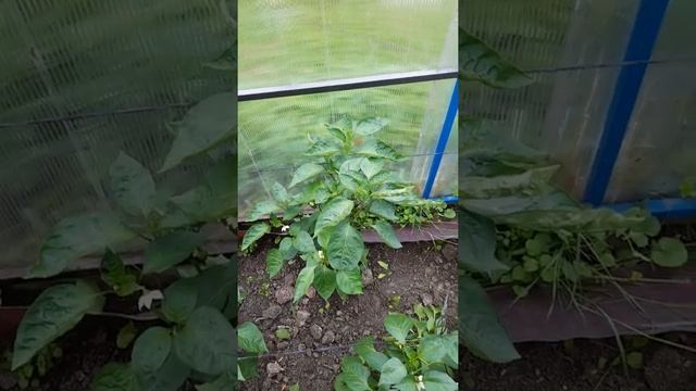 Дача день за днем. Недобросовестные производители семян Агрофирма Сибирский сад смотреть онлайн