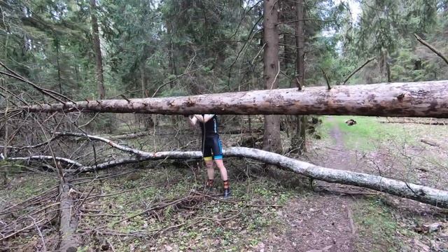 Лесоповал тест пилы SAMURAI GC-330-LH