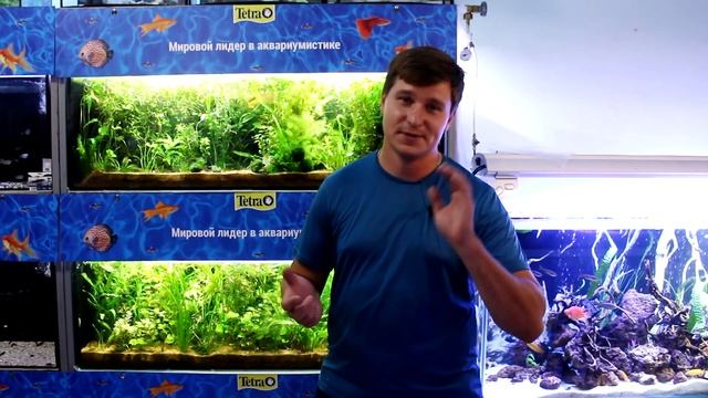 Макробрахиум: содержание, уход, совместимость кольцеруких креветок смотреть онлайн