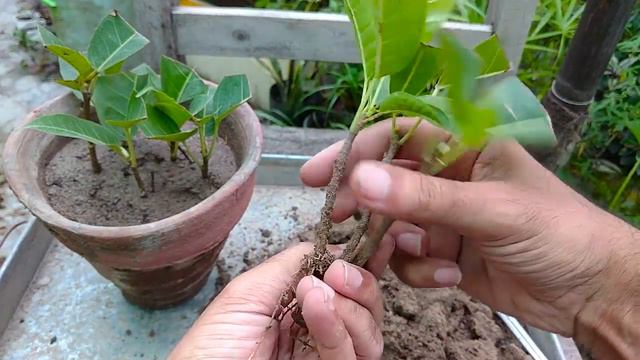 Ficus propagation by Cutting || Pilkhan Ficus Cutting Roots 42 Days смотреть онлайн