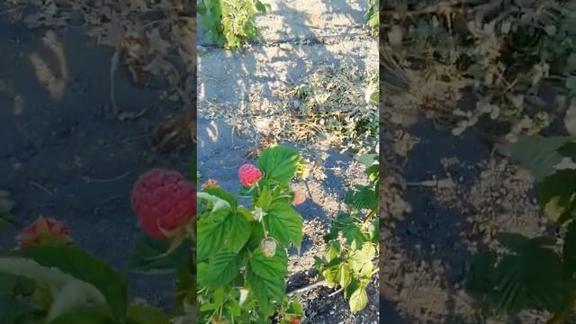 Малина Маравилла. Первые результаты. смотреть онлайн