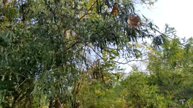 Шри-Ланка. Несезон. Своим ходом. Часть 1. смотреть онлайн