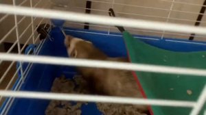 #хорёк#Семён что нужно для появления хорька в доме??