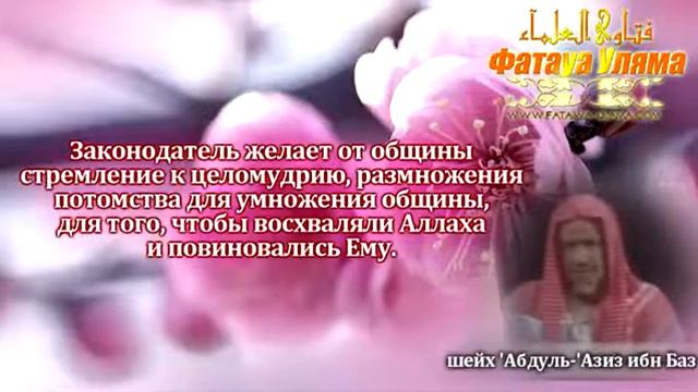 Совет жене о многоженстве шейх Ибн Баз смотреть онлайн
