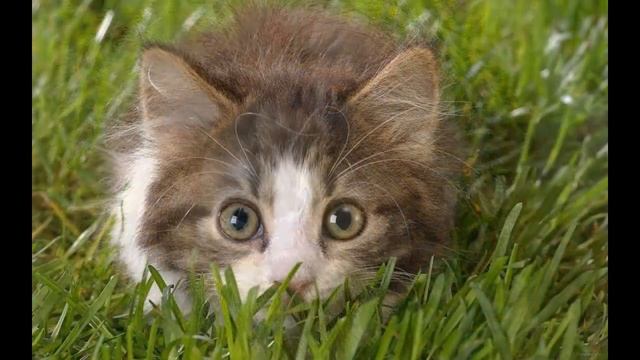 Сказка для детей: Котенок Пушок смотреть онлайн