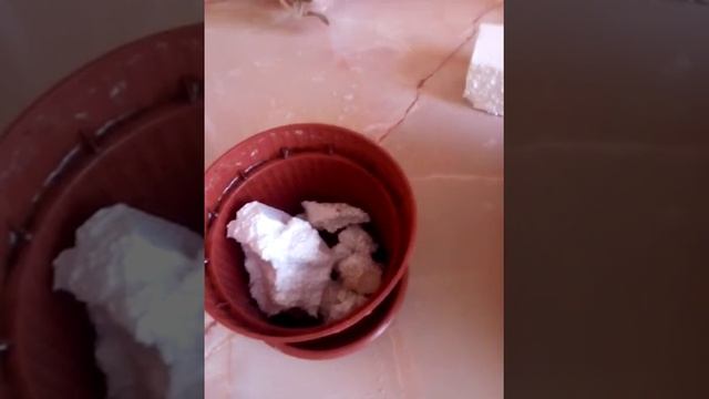 Пересадка тигровой бегонии, красота.??? смотреть онлайн