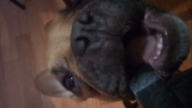 У Французского бульдога Жулика режутся зубки / прощай деревянный стул