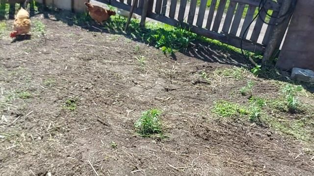 Небольшая уборка территории. смотреть онлайн