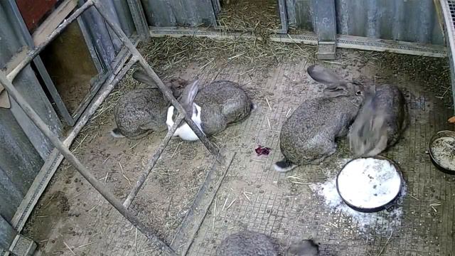 Признак окрола. Вышел послед. смотреть онлайн