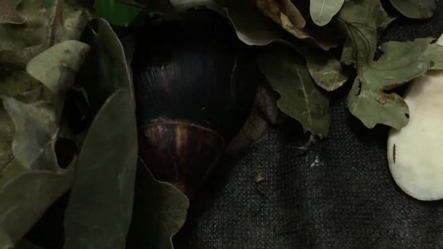 ДОМИК УЛИТОК АХАТИН смотреть онлайн