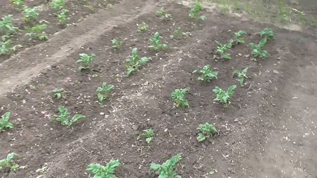 Прополка и рыхление земли в грядках помидор смотреть онлайн