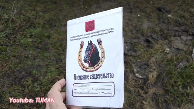 Цены,Продажа Лошадей в Урус-мартане ЧЕЧНЯ. смотреть онлайн