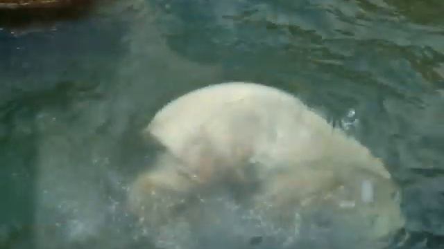 Белый медведь играет с мягкой игрушкой. смотреть онлайн