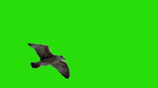 Парящая в воздухе чайка издающая звуки. крики чайки. чайка на зелёном фоне смотреть онлайн