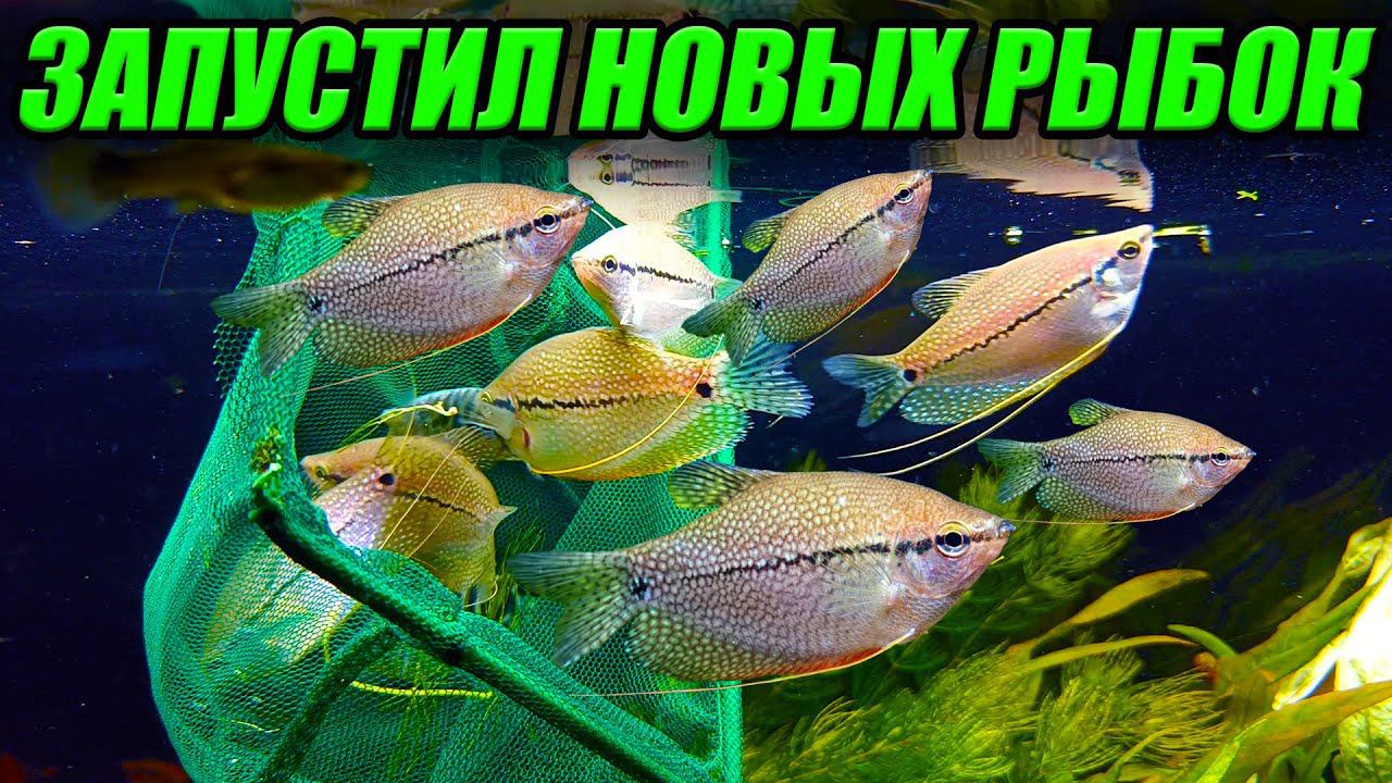 Запустил новых рыбок в аквариум травник смотреть онлайн