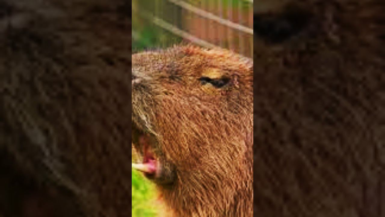 пофиг смотреть онлайн