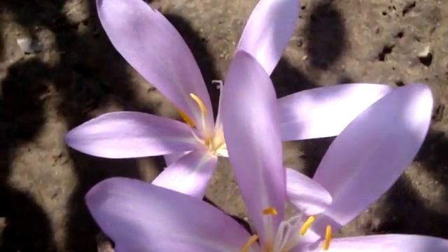 Безвременник, или Осенник, или Колхикум (лат. Colchicum) смотреть онлайн