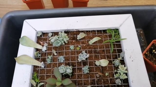 Живая картина из суккулентов (попытка) смотреть онлайн