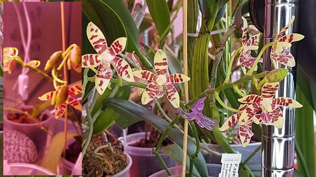 Ph. speciosa 'Solid Red' x cochlearis смотреть онлайн