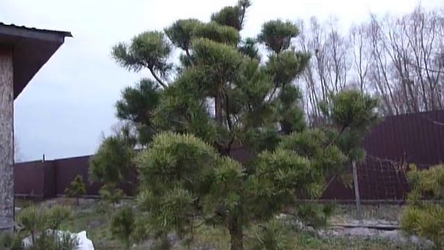 Сосна обыкновенная. Формирование кроны. Обзор моих сосен смотреть онлайн