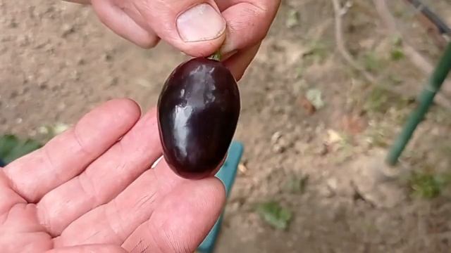@Виноград Торнадо Крупный виноград смотреть онлайн